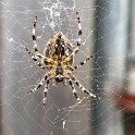 IMG_9879